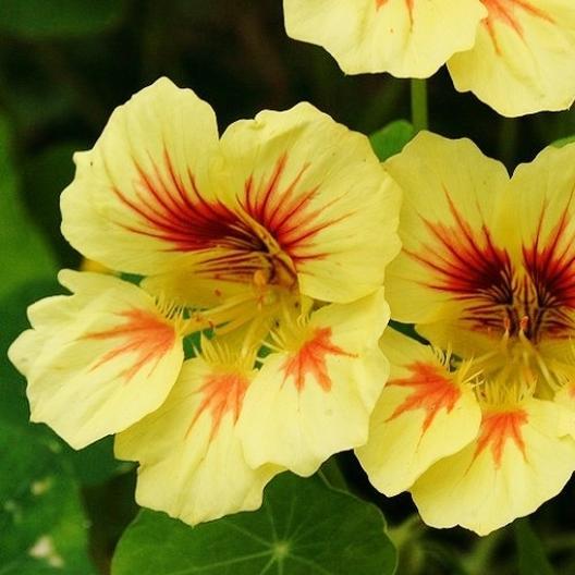 Peach Melba nasturtium seeds yellow blooms with red centers on Tampa Home & Garden Store