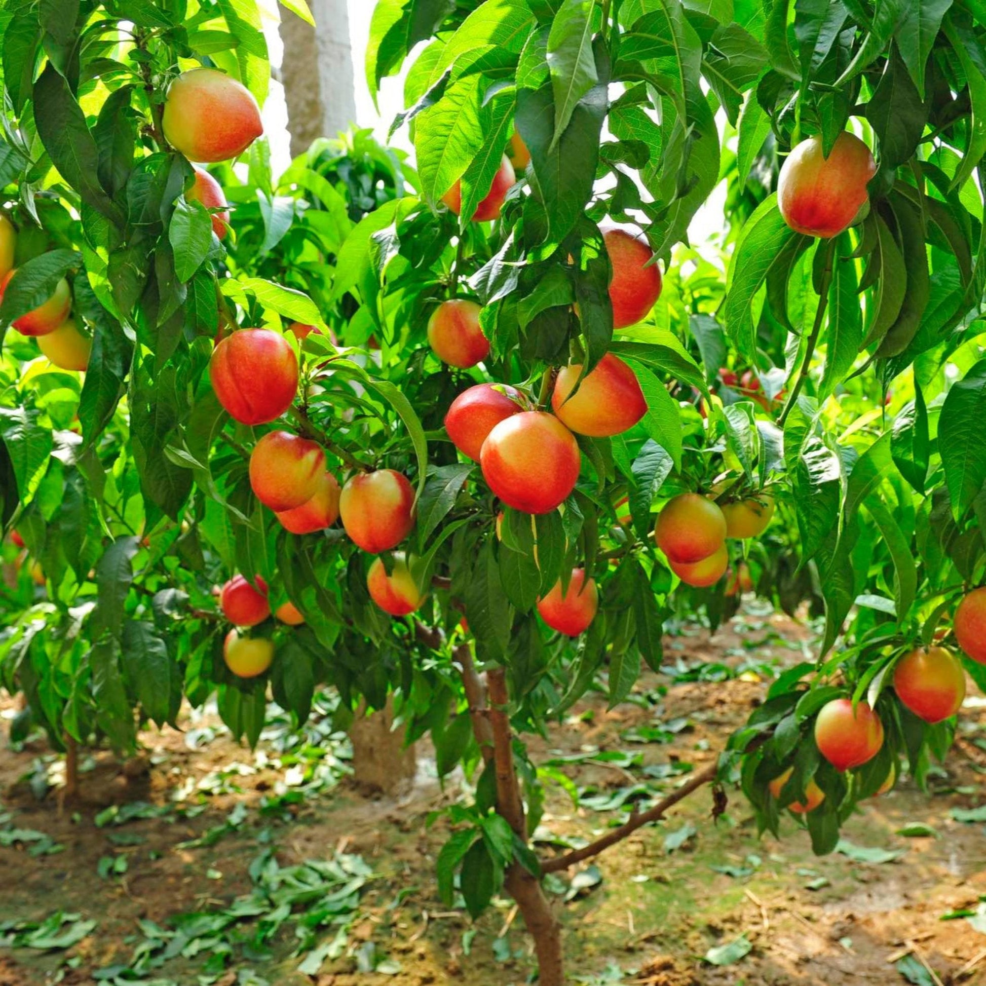 Multi-Fruit Peach Tree plant with ripe red peaches on lush green leaves on Tampa Home & Garden Store