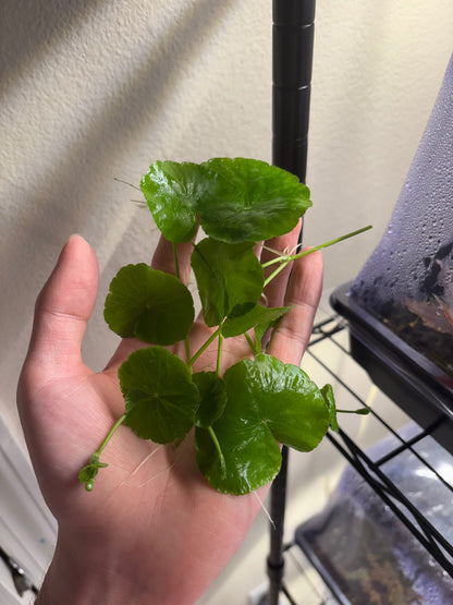 Brazilian Pennywort/Hydrocotyle Leucocephala (5+ shoots ~2-3 leaves each)
