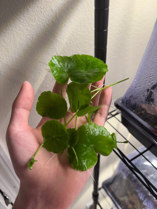 Brazilian Pennywort/Hydrocotyle Leucocephala (5+ shoots ~2-3 leaves each) - Tampa Home & Garden Store