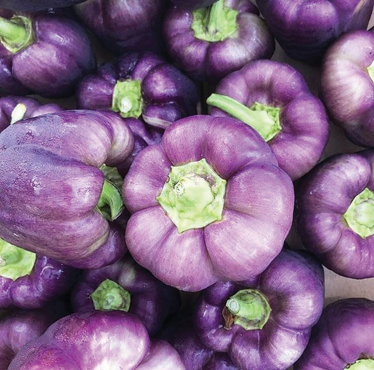 Lilac bell peppers piled together with green stems on Tampa Home & Garden Store