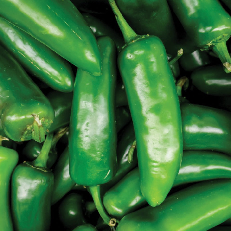 Tam Mild Jalapeño seeds pile of fresh green jalapeño peppers on Tampa Home & Garden Store