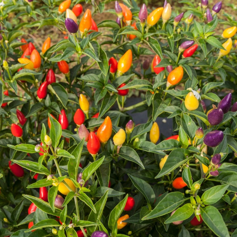 Firecracker ornamental pepper seeds on a bushy green plant with multicolor conical peppers on Tampa Home & Garden Store