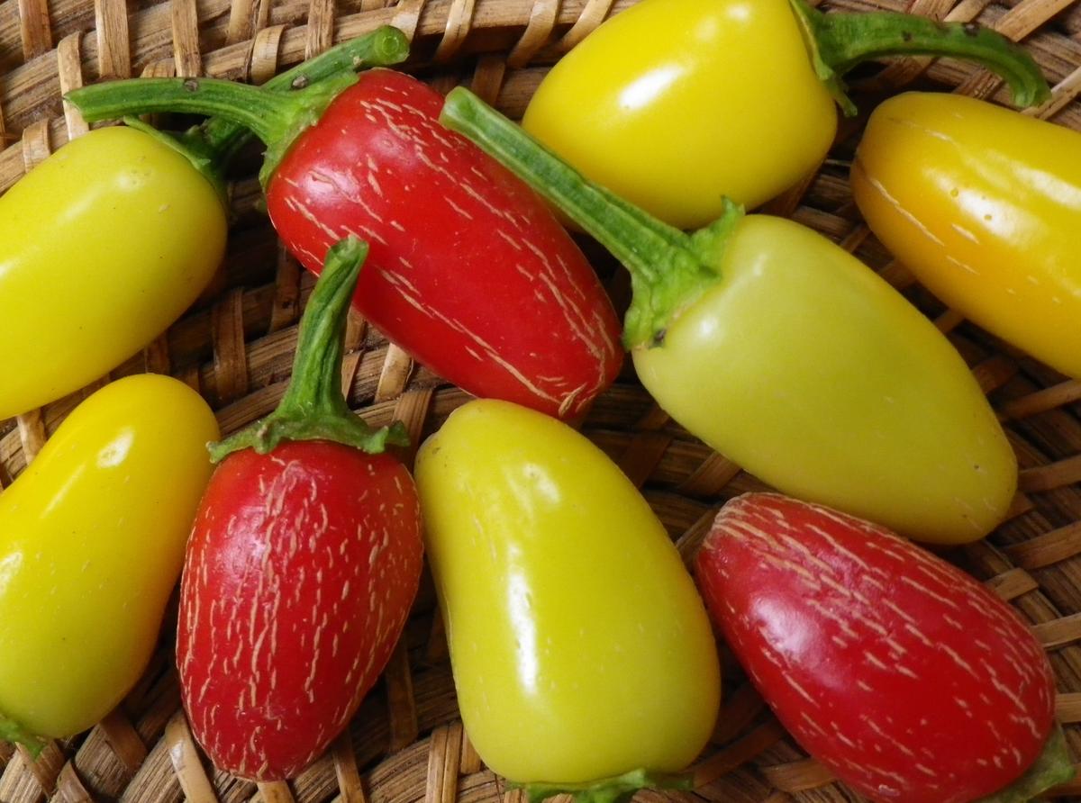 Jaloro Jalapeño hot pepper seeds product image showing yellow and red peppers in a basket on Tampa Home & Garden Store