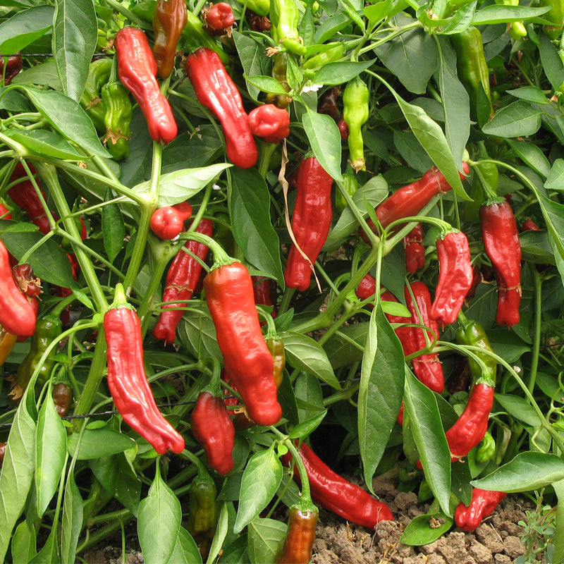 Graines de piment shishito (biologique)