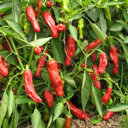Shishito pepper seeds on plant with red and green peppers Seedtime Store on Tampa Home & Garden Store