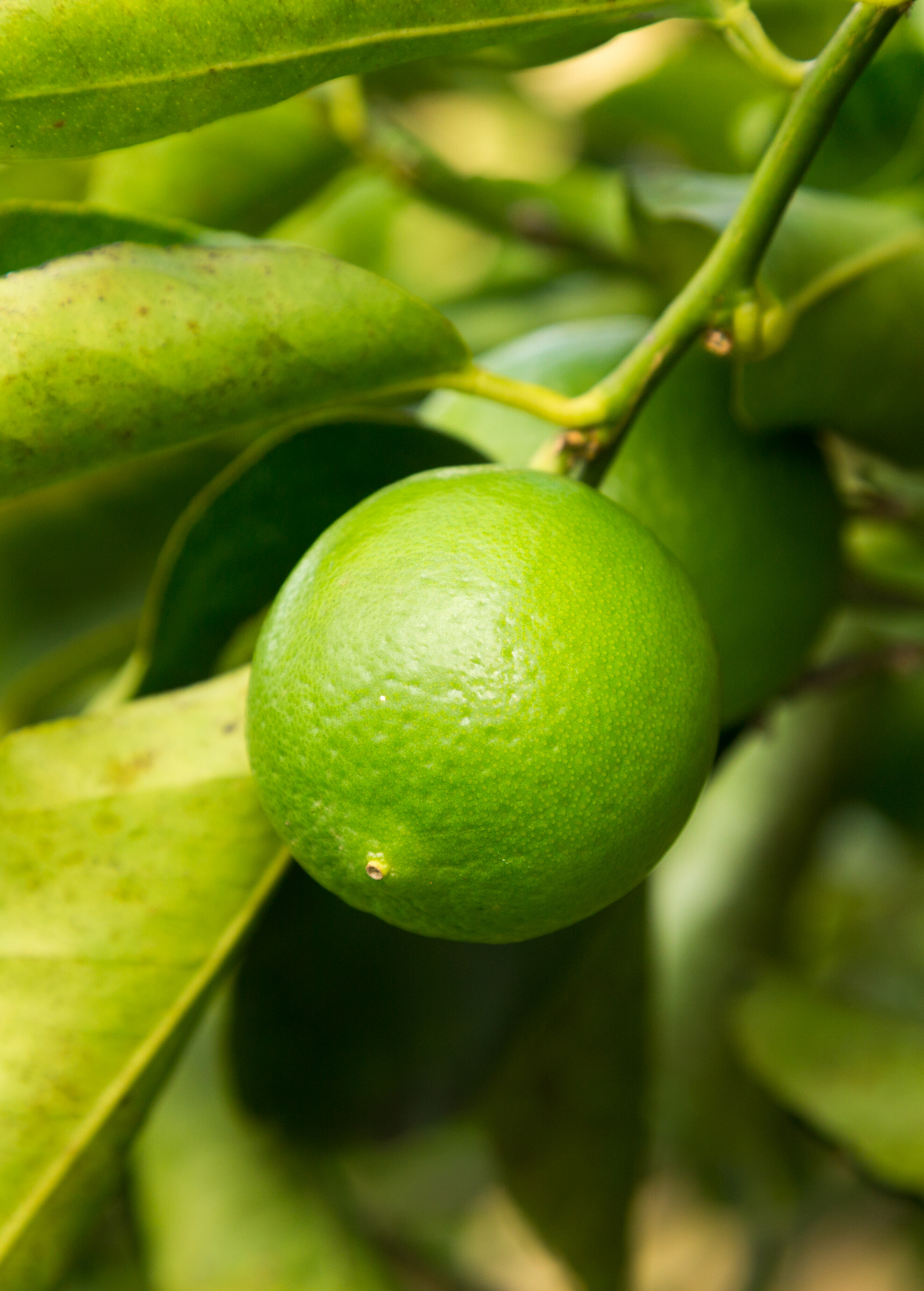 Persian Lime Tree (Citrus × latifolia)