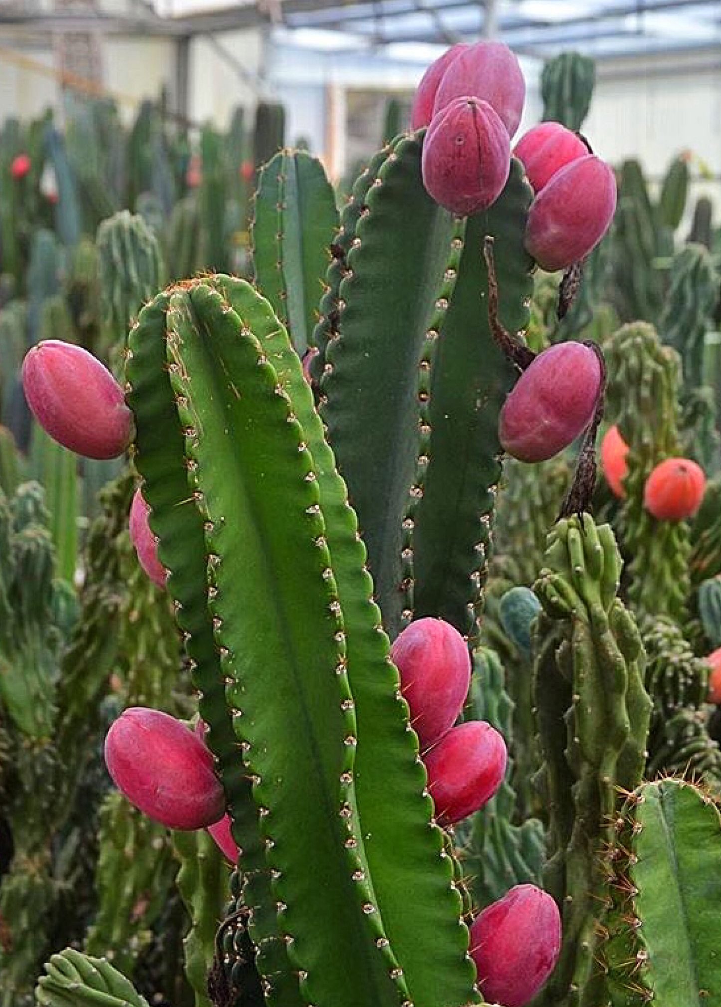 Peruvian Apple Cactus Plant (Cereus repandus)