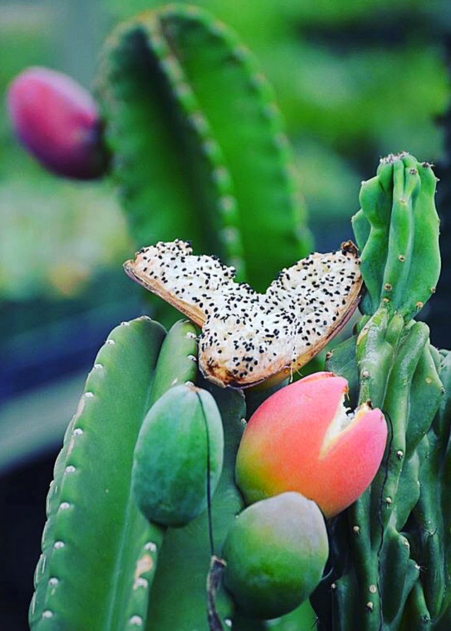Peruvian Apple Cactus Plant (Cereus repandus)