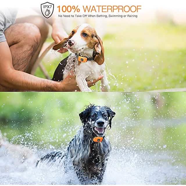 Dog shock collar with remote DailySale orange waterproof collars on two wet dogs on Tampa Home & Garden Store