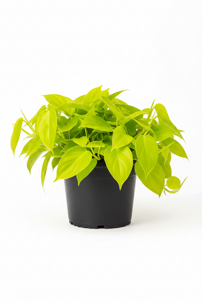 Philodendron Neon 6-inch plant in black nursery pot with lime-green heart-shaped leaves on Tampa Home & Garden Store