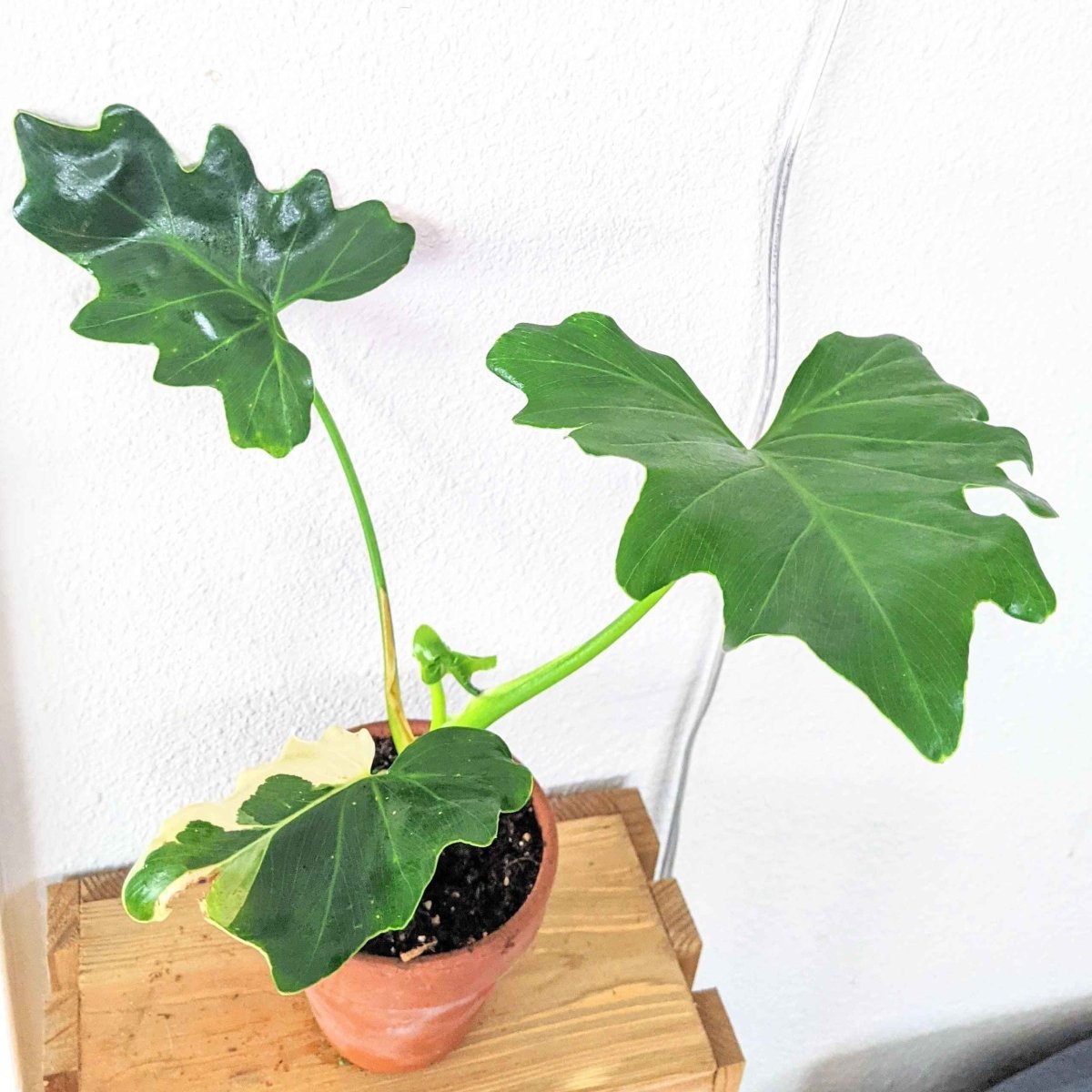 Semillas de Philodendron Selloum 'Split Leaf Philodendron'
