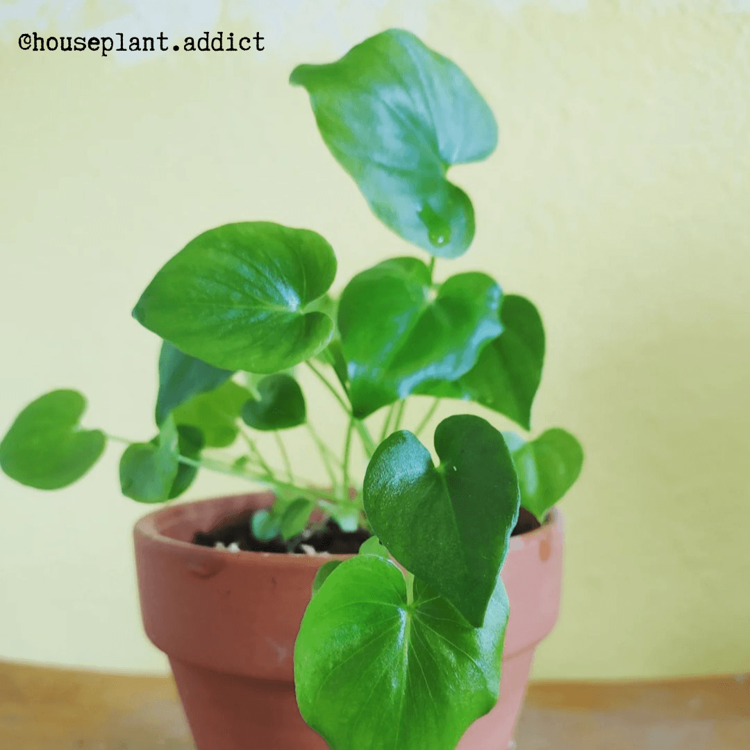 Semillas de Philodendron Selloum 'Split Leaf Philodendron'