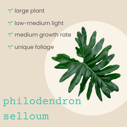 Semillas de Philodendron Selloum 'Split Leaf Philodendron'