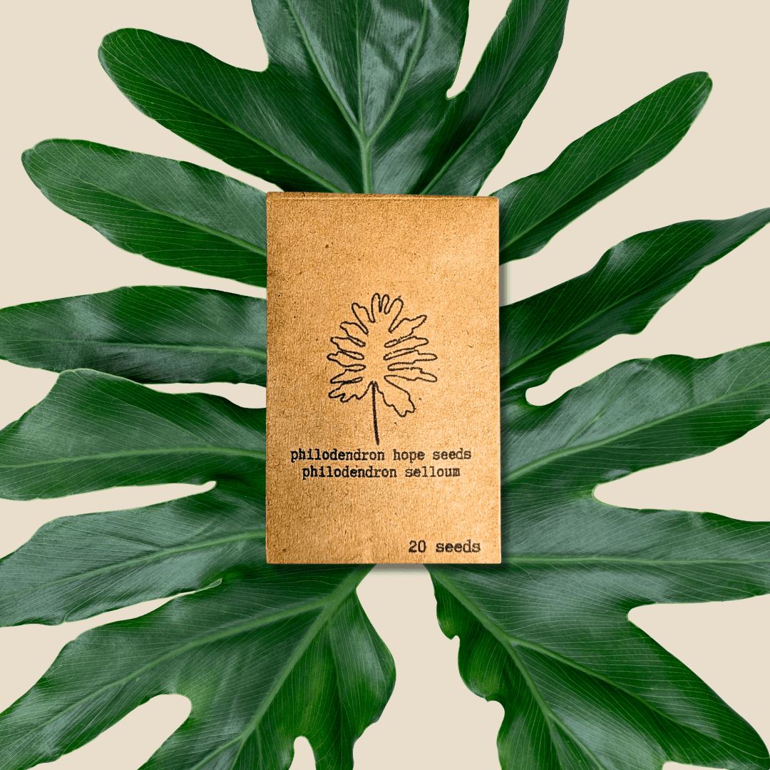 Semillas de Philodendron Selloum 'Split Leaf Philodendron'