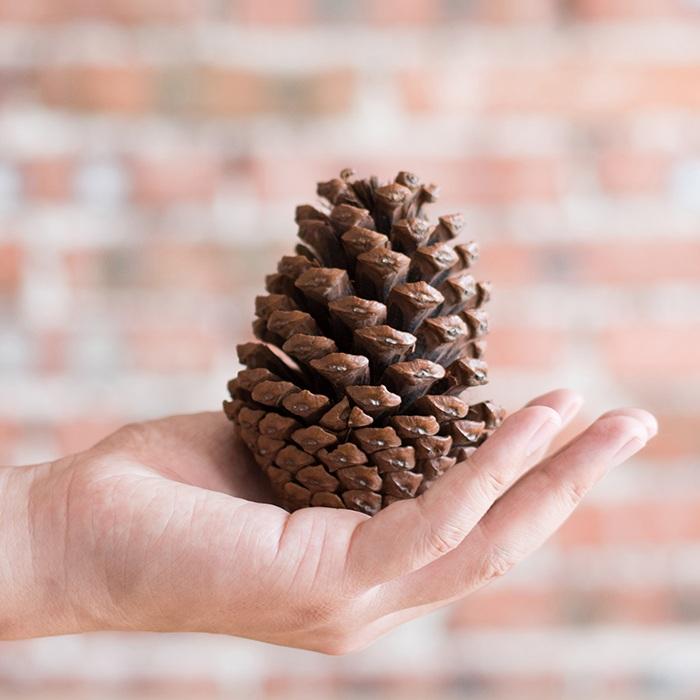 Pine Cone Decoration RusticReach natural brown pine cone held in hand on Tampa Home & Garden Store