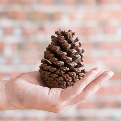 Pine Cone Decoration RusticReach natural brown pine cone held in hand on Tampa Home & Garden Store