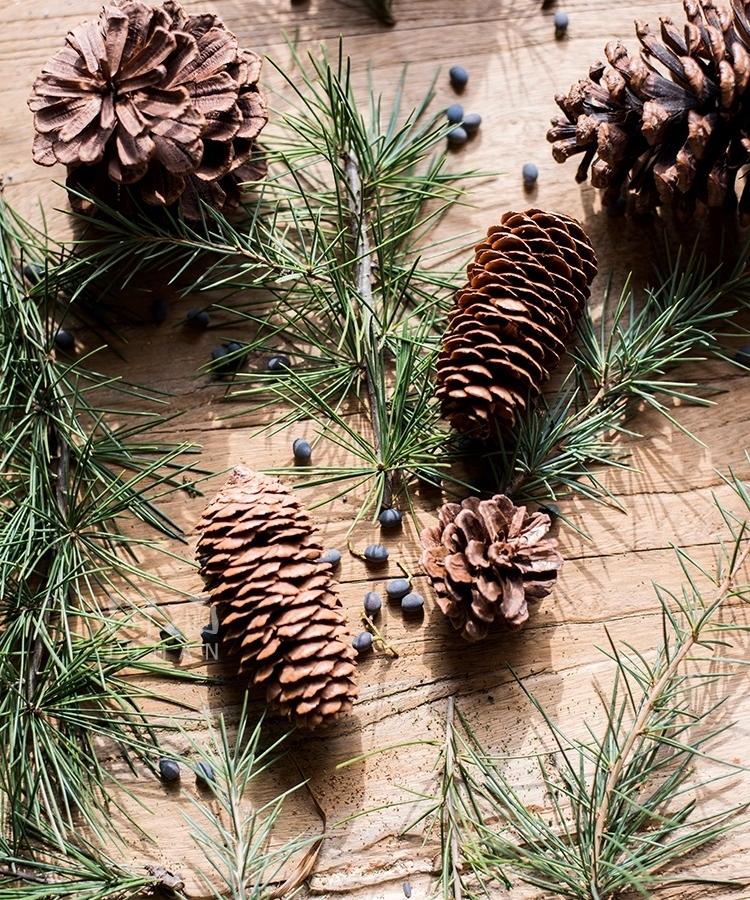 Pine Cone Decoration RusticReach 5 brown pine cones with evergreen needles on wood on Tampa Home & Garden Store
