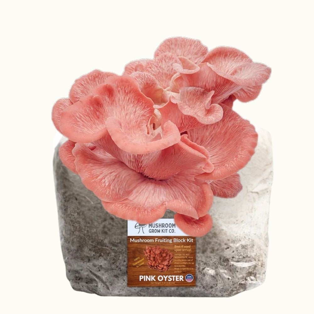 4 Pack - Premium Lion's Mane, Gold, Pink, and Blue Oyster Mushroom Fruiting Block Grow Kits - 20 LBS