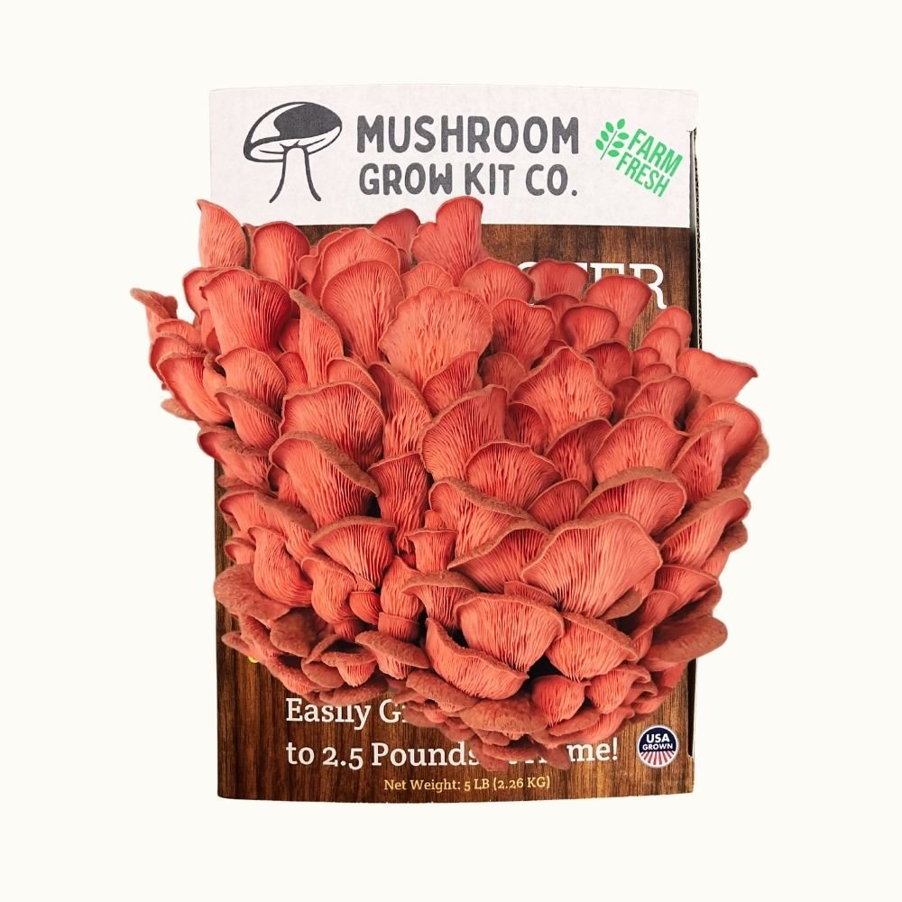 3 Pack - Premium Lion's Mane, Pink, and Blue Oyster Mushroom Growing Kit - 15 LBS