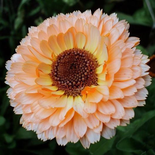 Calendula Pink Surprise bloom in peach-pink petals on Tampa Home & Garden Store