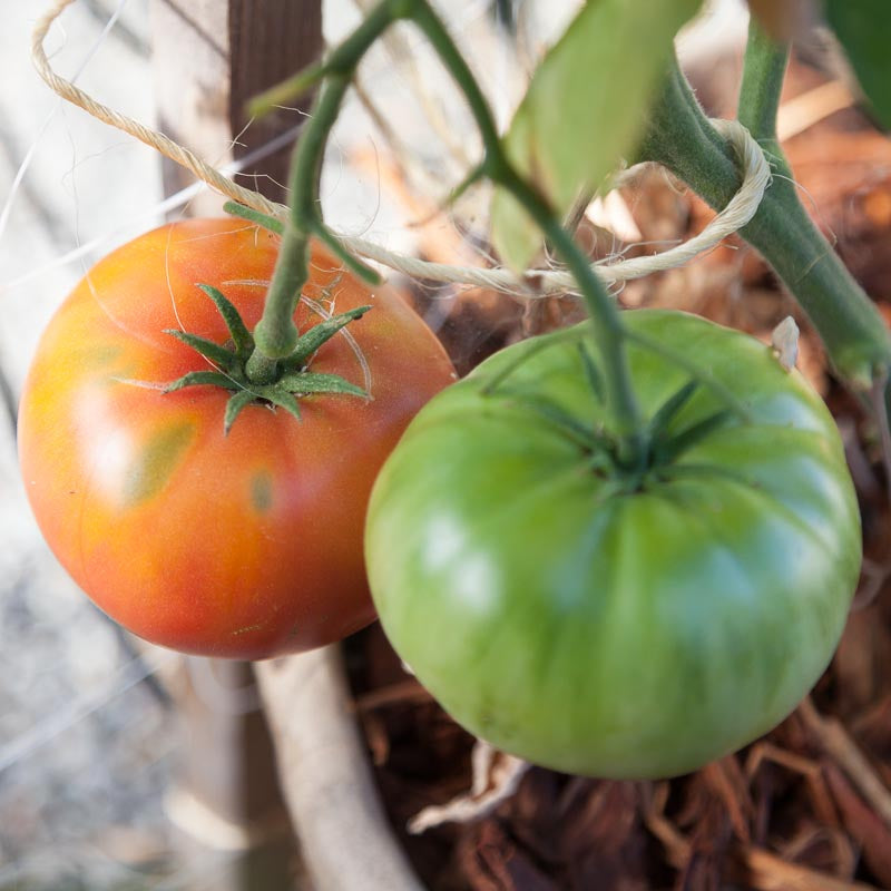 Semillas de tomates rosados ​​Brandywine (orgánicos)