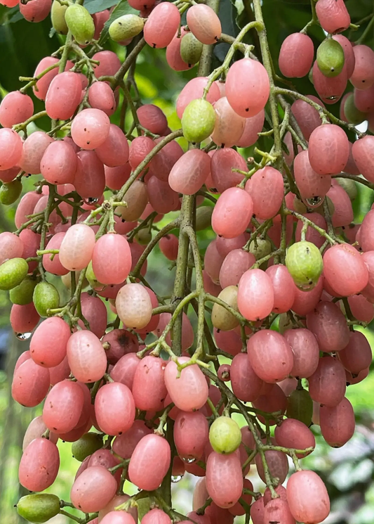 Pink Wampee Tree fruit clusters with pink berries and green fruit Sow Exotic landscaping plant on Tampa Home & Garden Store