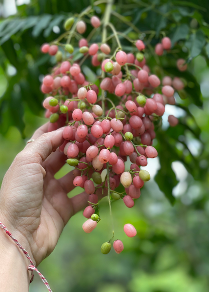 Pink Wampee (Clausena excavata)