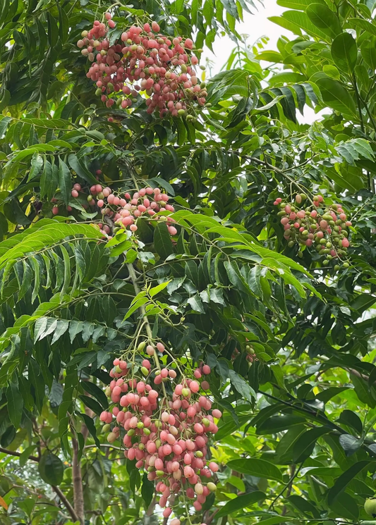 Pink Wampee Tree fruit clusters with pink berries on glossy green leaves Sow Exotic on Tampa Home & Garden Store