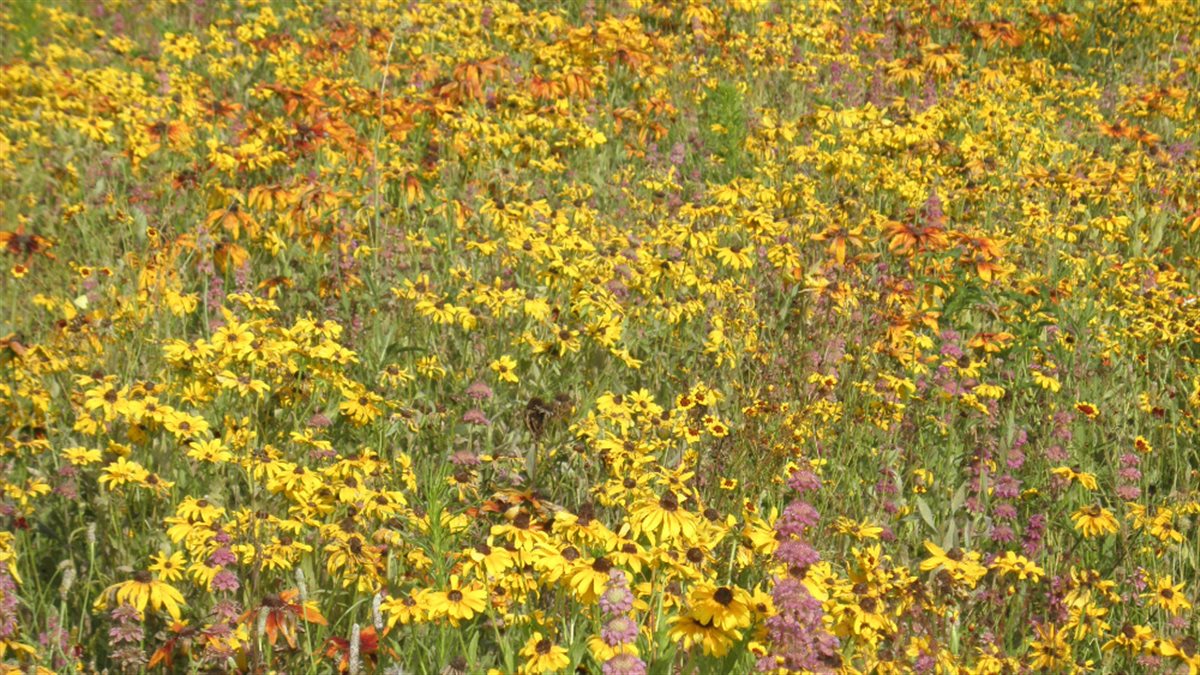 Western Wonders Native Wildflower Mix