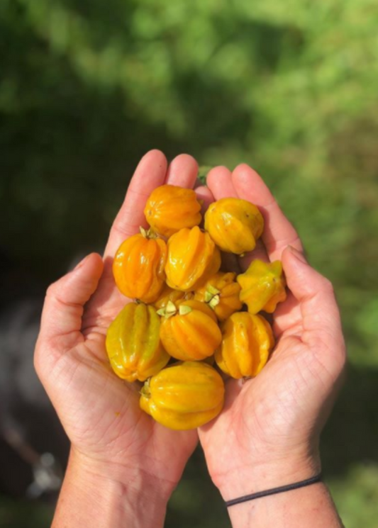 Pitangatuba fruits yellow-orange ribbed berries in hands on Tampa Home & Garden Store