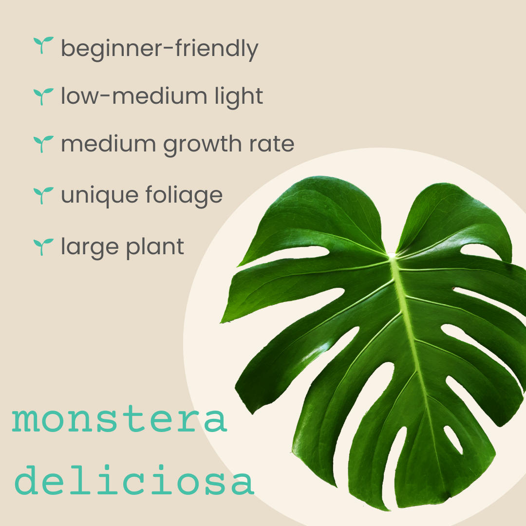 Semillas de Monstera Deliciosa "Planta de Queso Suizo"