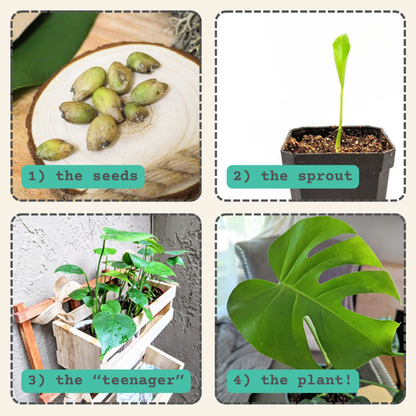 Semillas de Monstera Deliciosa "Planta de Queso Suizo"
