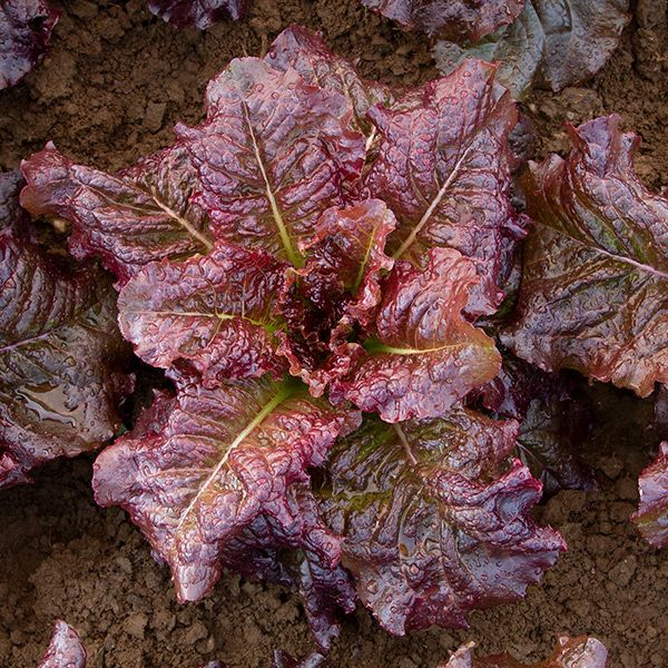 Outredgeous Lettuce seeds red romaine leaves in garden bed Seedtime Store on Tampa Home & Garden Store