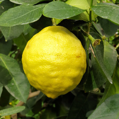 Ponderosa Lemon Tree plant with bright yellow lemon among green leaves on Tampa Home & Garden Store