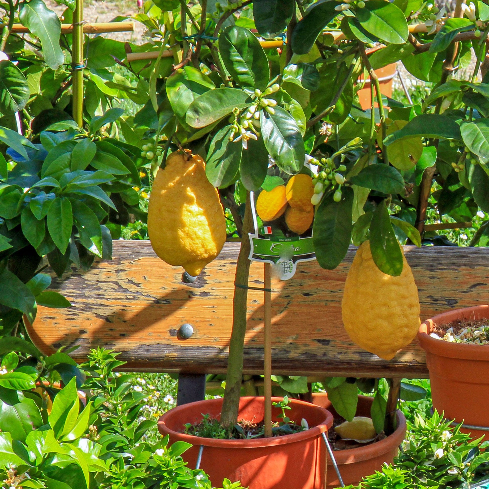 Ponderosa Lemon Tree plant in orange pot with glossy leaves and lemons Live Good Logistics on Tampa Home & Garden Store