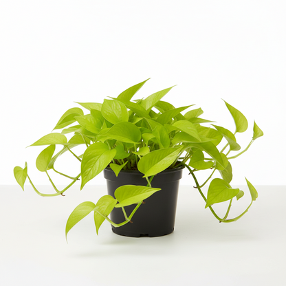 Pothos Neon indoor plant in a black 4-inch nursery pot with bright lime leaves on Tampa Home & Garden Store
