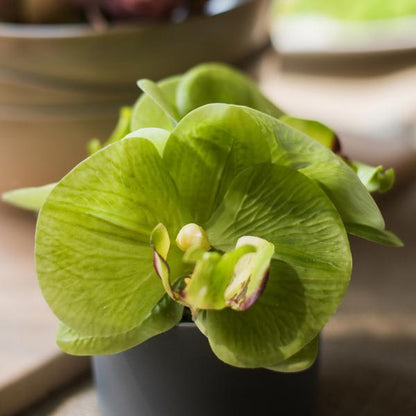 Artificial mini real-touch green orchid in a pot by RusticReach on Tampa Home & Garden Store
