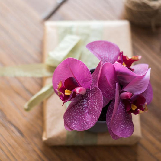 Potted mini real-touch purple orchid on a gift-wrapped box on Tampa Home & Garden Store