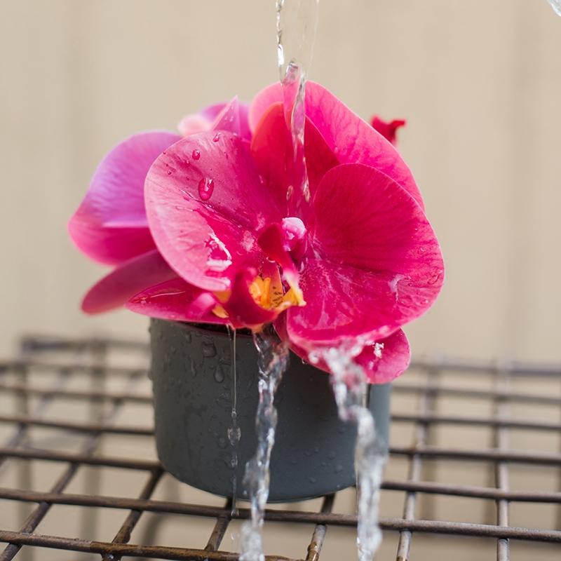 Artificial potted mini Real Touch Orchid Velvet Red by RusticReach, velvet red blooms in dark pot on Tampa Home & Garden Store