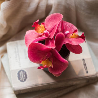 Artificial potted mini Real Touch Orchid Velvet Red in a black pot on a vintage book on Tampa Home & Garden Store
