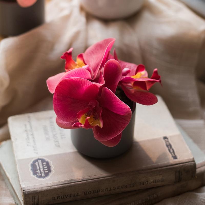 Artificial potted mini Real Touch Orchid Velvet Red in black pot on vintage books on Tampa Home & Garden Store