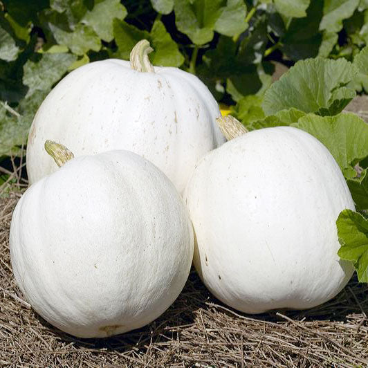 Graines de citrouille Casper (biologiques)