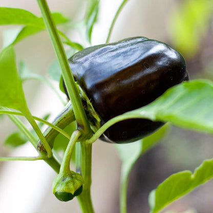 Purple Beauty Sweet Pepper seeds on plant with glossy dark purple fruit and green stems on Tampa Home & Garden Store