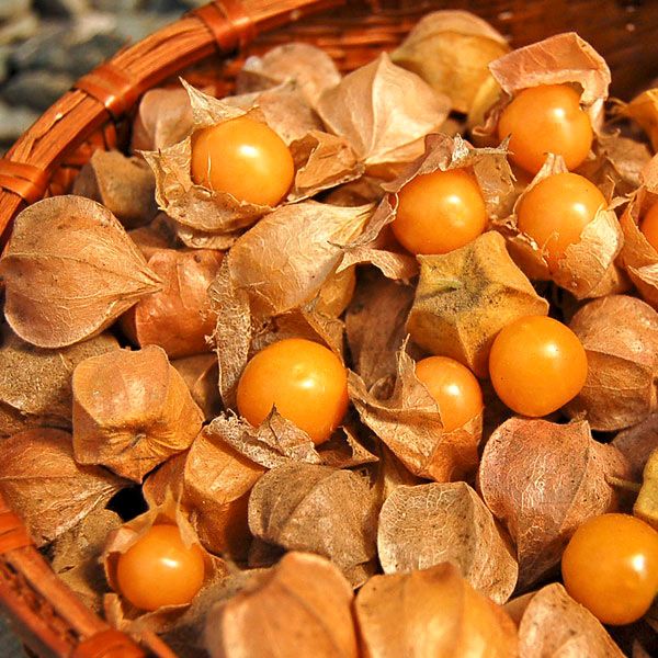 Goldie ground cherries in papery husks, orange berries in a woven basket on Tampa Home & Garden Store