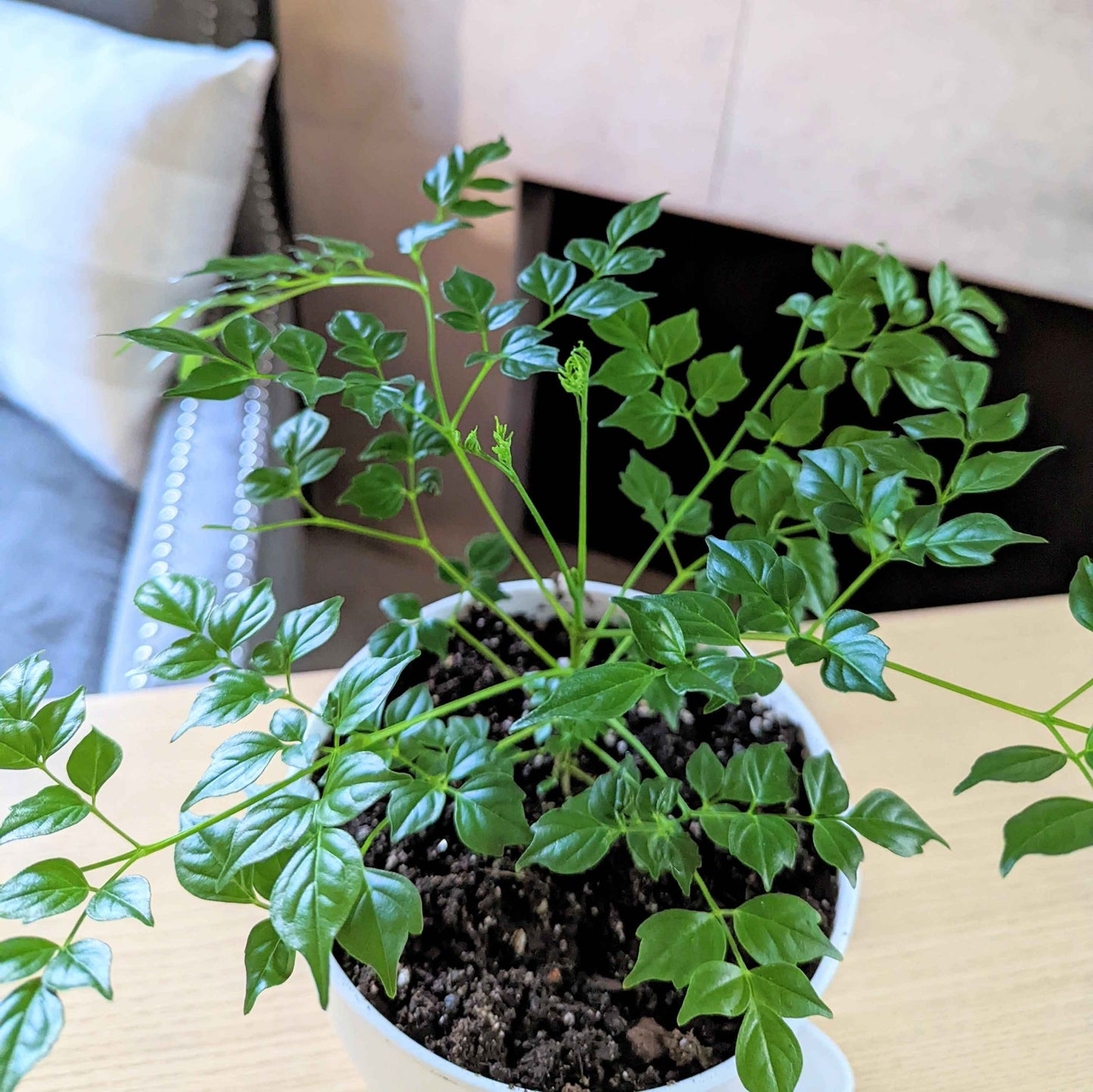Radermachera Sinica 'China Doll' Plant Seeds