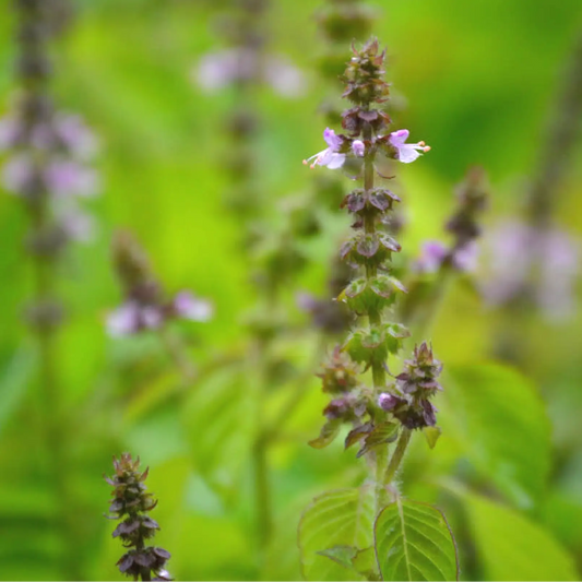 Tulsi Rama herb plant with purple flower spikes, Ocimum sanctum, Sow Exotic landscaping plant on Tampa Home & Garden Store