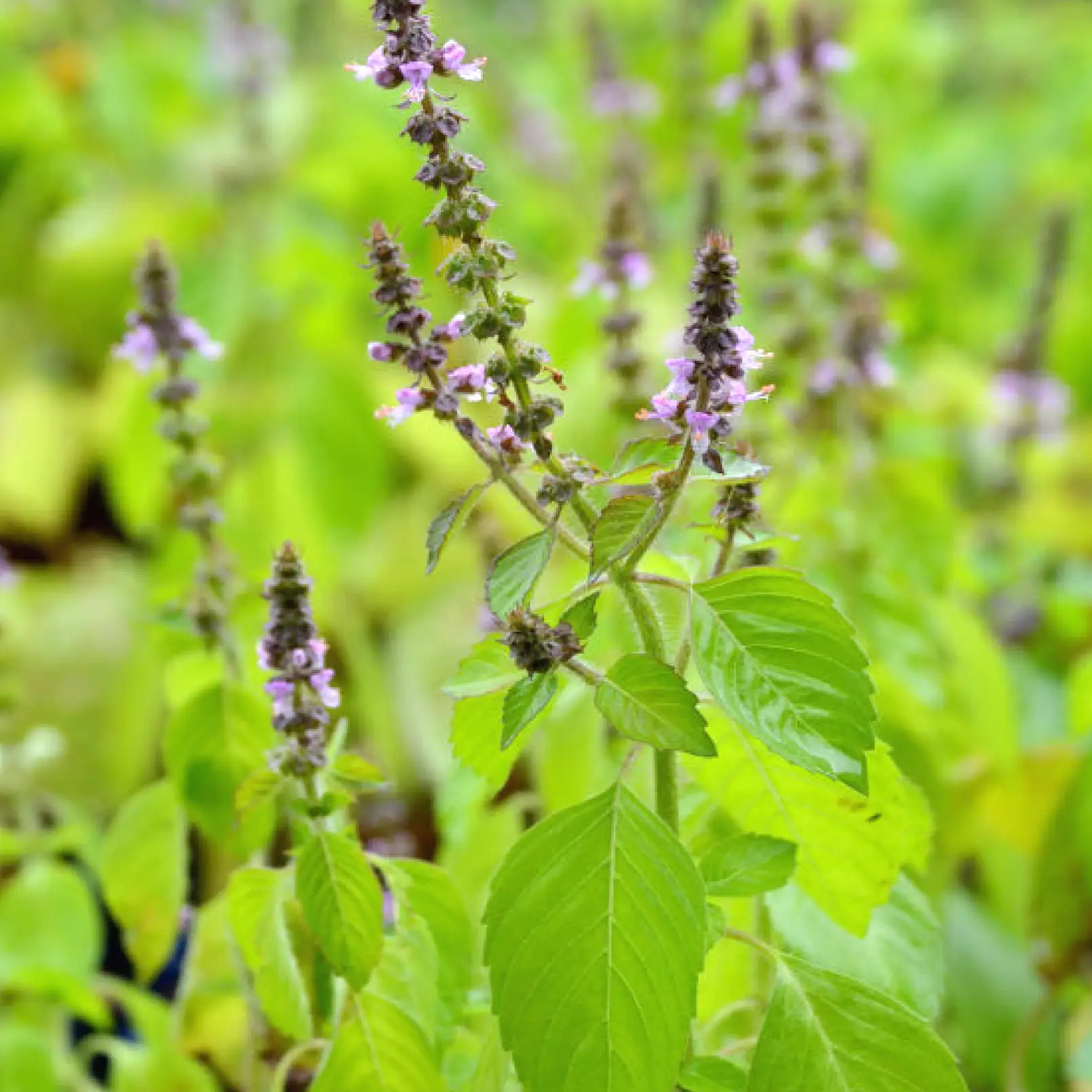 Tulsi Rama herb plant (Ocimum sanctum) with purple flower spikes and bright green leaves on Tampa Home & Garden Store