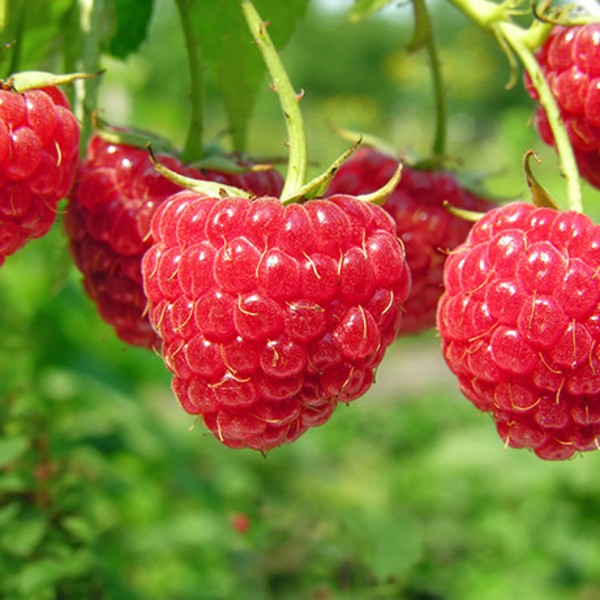 Framboise Caroline