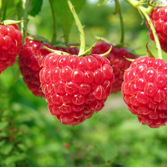 Caroline Raspberry Plant